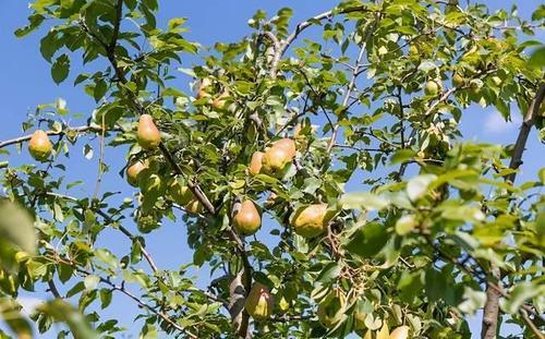掌握这5点技巧梨子种植很简单种出来的果实又大又甜