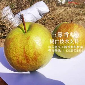 嫁接香梨树果苗玉露香梨树苗南北方地栽盆栽种植梨苗果树当年结果