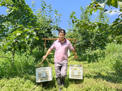 北中镇浮丘村桃梨成为当地群众“致富果”