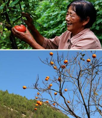 “跟随第一书记脚步 打卡泉城美丽乡村”活动丨第十五站:南部山区锦绣川办事处金刚纂村