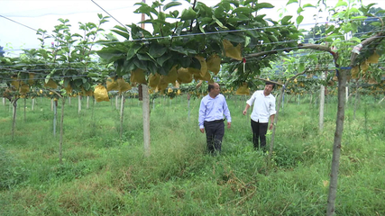 张石河村:翠冠梨喜获丰收特色种植带动集体增收群众致富