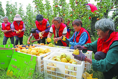 酥梨香飘节日市场