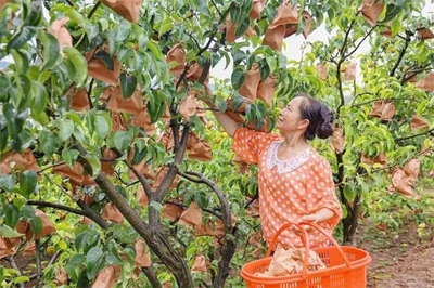 拦江镇发展特色水果种植,拓宽农民增收致富渠道